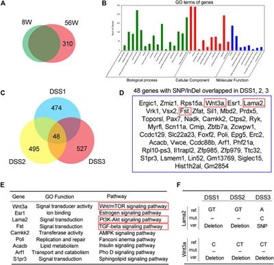 Genetic and Epigenetic Impact of Chronic Inflammation on Colon Mucosa Cells